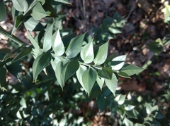 Ruscus aculeatus