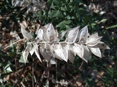 Ruscus aculeatus
