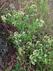 Baccharis vaccinioides