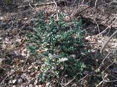 Ruscus aculeatus