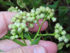 Baccharis vaccinioides