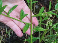 Baccharis vaccinioides