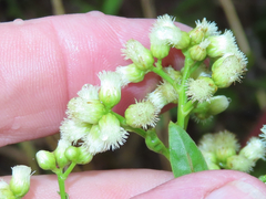 Baccharis vaccinioides