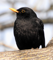 Turdus merula
