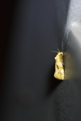 Cochylidia subroseana