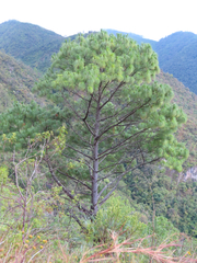 Pinus maximinoi