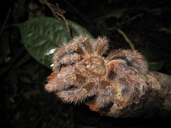 Avicularia rufa