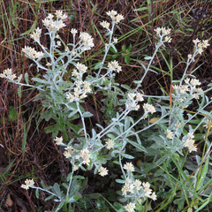 Pseudognaphalium brachypterum