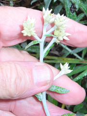 Pseudognaphalium brachypterum