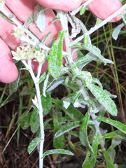 Pseudognaphalium brachypterum