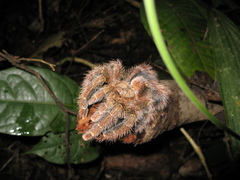 Avicularia rufa