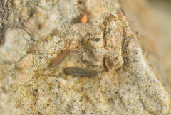 Isotomurus pseudopalustris