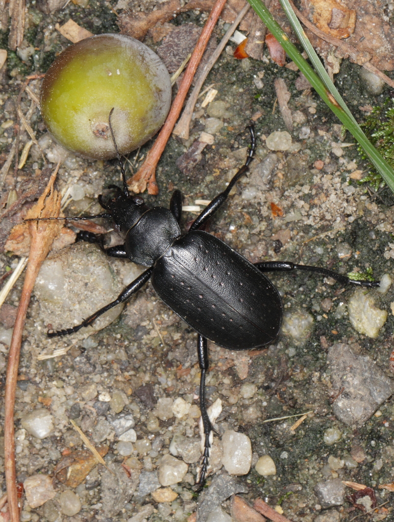 Calosoma maderae maderae