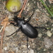 Calosoma maderae - Photo (c) gbohne, some rights reserved (CC BY-SA)