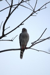 Micronisus gabar gabar