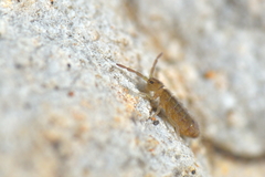 Isotomurus pseudopalustris