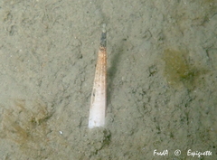 Antalis inaequicostata