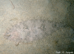 Arnoglossus laterna