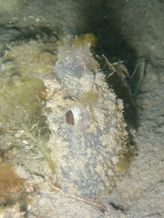 Ascidiella aspersa