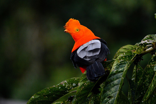 Andean cock-of-the-rock