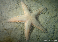 Astropecten irregularis