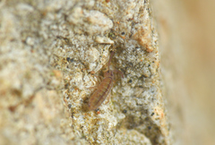 Isotomurus pseudopalustris