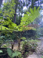 Cyathea arborea