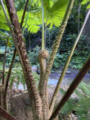 Cyathea arborea