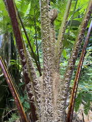 Cyathea arborea