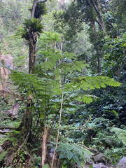 Cyathea arborea