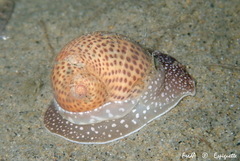 Naticarius stercusmuscarum