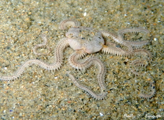Amphiura