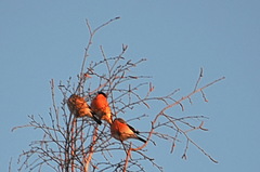 Pyrrhula pyrrhula