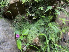 Chrysothemis melittifolia