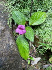 Chrysothemis melittifolia