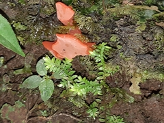 Guepinia helvelloides
