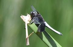 Thermorthemis madagascariensis