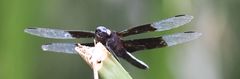 Thermorthemis madagascariensis