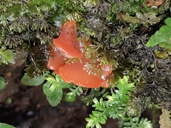 Guepinia helvelloides