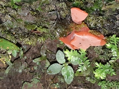 Guepinia helvelloides