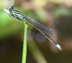 Ischnura senegalensis