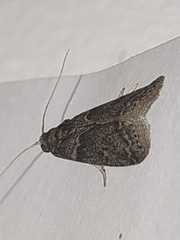 Lepidoptera