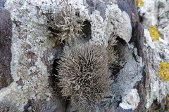 Roccella phycopsis