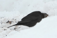 Turdus merula
