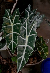 Alocasia amazonica
