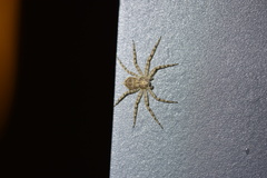 Philodromus spinitarsis