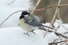 Parus major