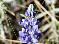 Lupinus carrikeri