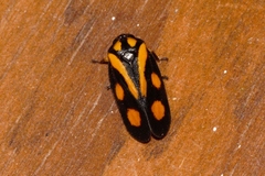 Hemitriecphora variabilis