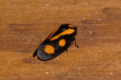 Hemitriecphora variabilis